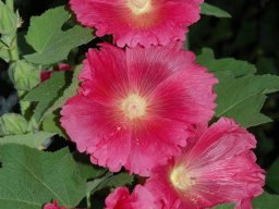 Alcea rosea